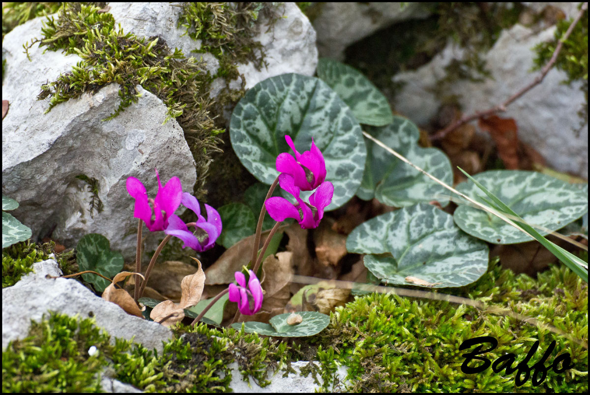 Fiori di stagione